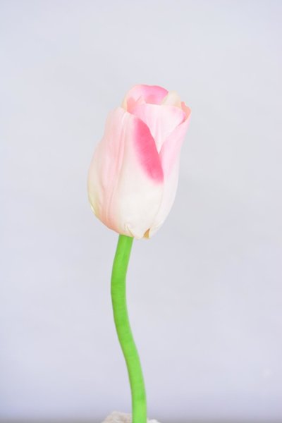 Tulp, Roze, 25cm