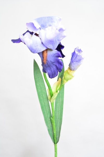 Iris, blauw, 70cm