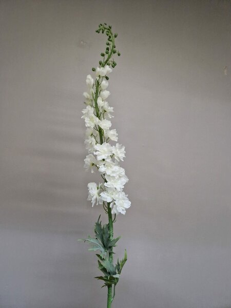 Delphinium wit