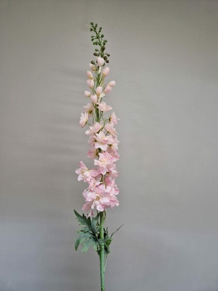 Delphinium, 130cm, Roze