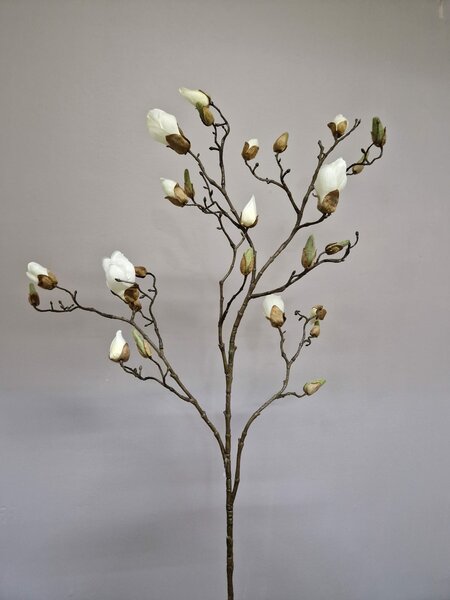 magnolia tak wit