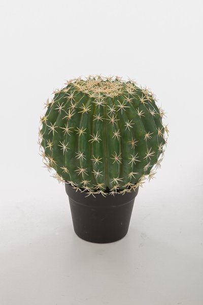 Kunst cactus
