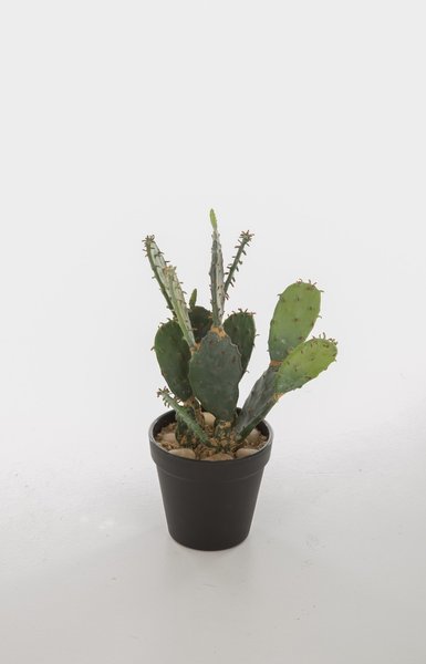 Opuntia Robusta Black pot 32cm
