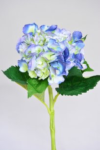 Hortensia, 50cm blauw Hortensia, 50cm blauw
