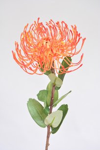 Nutan leucospermum 53cm, rood Ø 12cm Nutan leucospermum 53cm, rood Ø 12cm