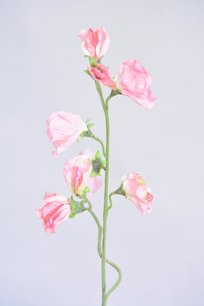 Lathyrus, roze, 40cm Lathyrus, roze, 40cm