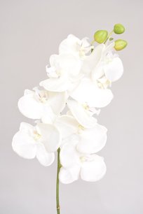 Orchidee, wit, 68cm Orchidee, wit, 68cm