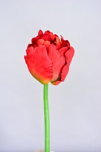 Tulp rood, 25cm Tulp rood, 25cm