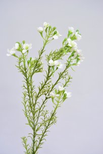 Waxflower wit, 64cm Waxflower wit, 64cm