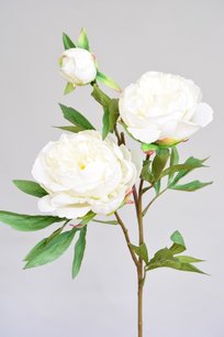 Pioenroos wit, 72cm Pioenroos wit, 72cm