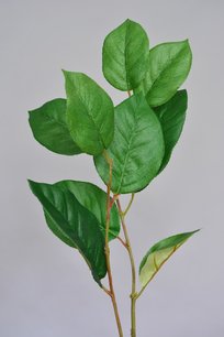 Appel blad, 70cm Appel blad, 70cm