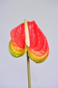 Anthurium, 45cm, Rood Anthurium, 45cm, Rood