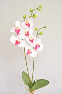 Orchidee, 75cm, Wit-Roze met blad Orchidee, 75cm, Wit-Roze met blad