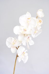 Orchidee, 74cm, wit Orchidee, 74cm, wit