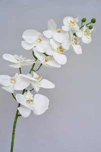 Orchidee, 100cm, Wit