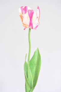 Tulp, WitRoze, 62cm Tulp, WitRoze, 62cm