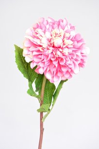 Zinnia, 62cm, roze Zinnia, 62cm, roze