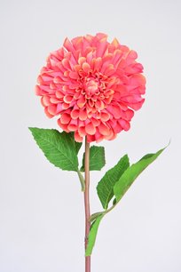 Zinnia, 62cm, rood Zinnia, 62cm, rood