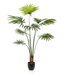 Palm Livistona 160cm  Palm Livistona 160cm