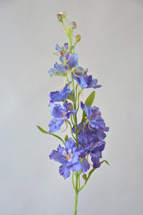 Delphinium, blauw-paars, 60cm Delphinium, blauw-paars, 60cm